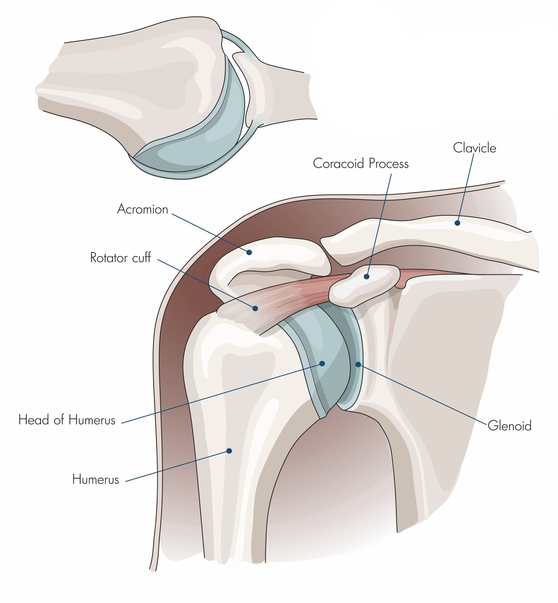 Rotator Cuff Injuries​ treatment osteopathy clinic in london