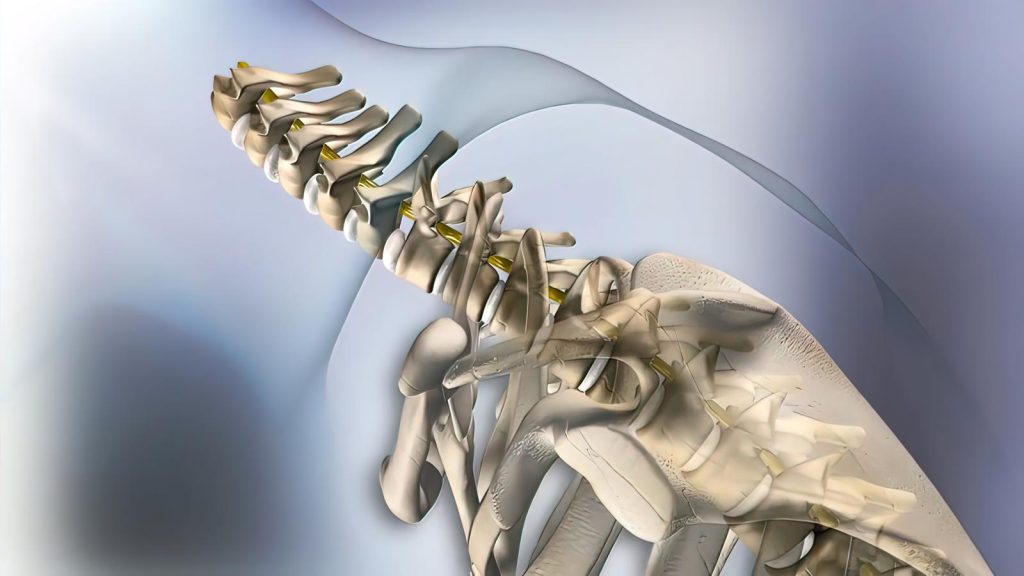 How Chiropractic treatment helps relieve trapped nerves