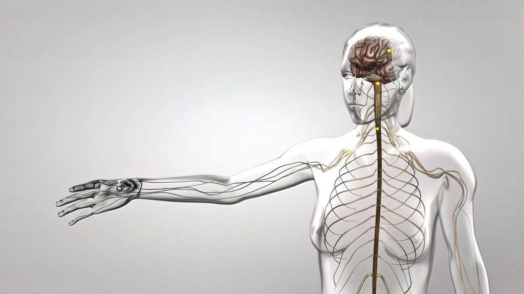 Osteopathic Strategies for Sustained Nerve Health