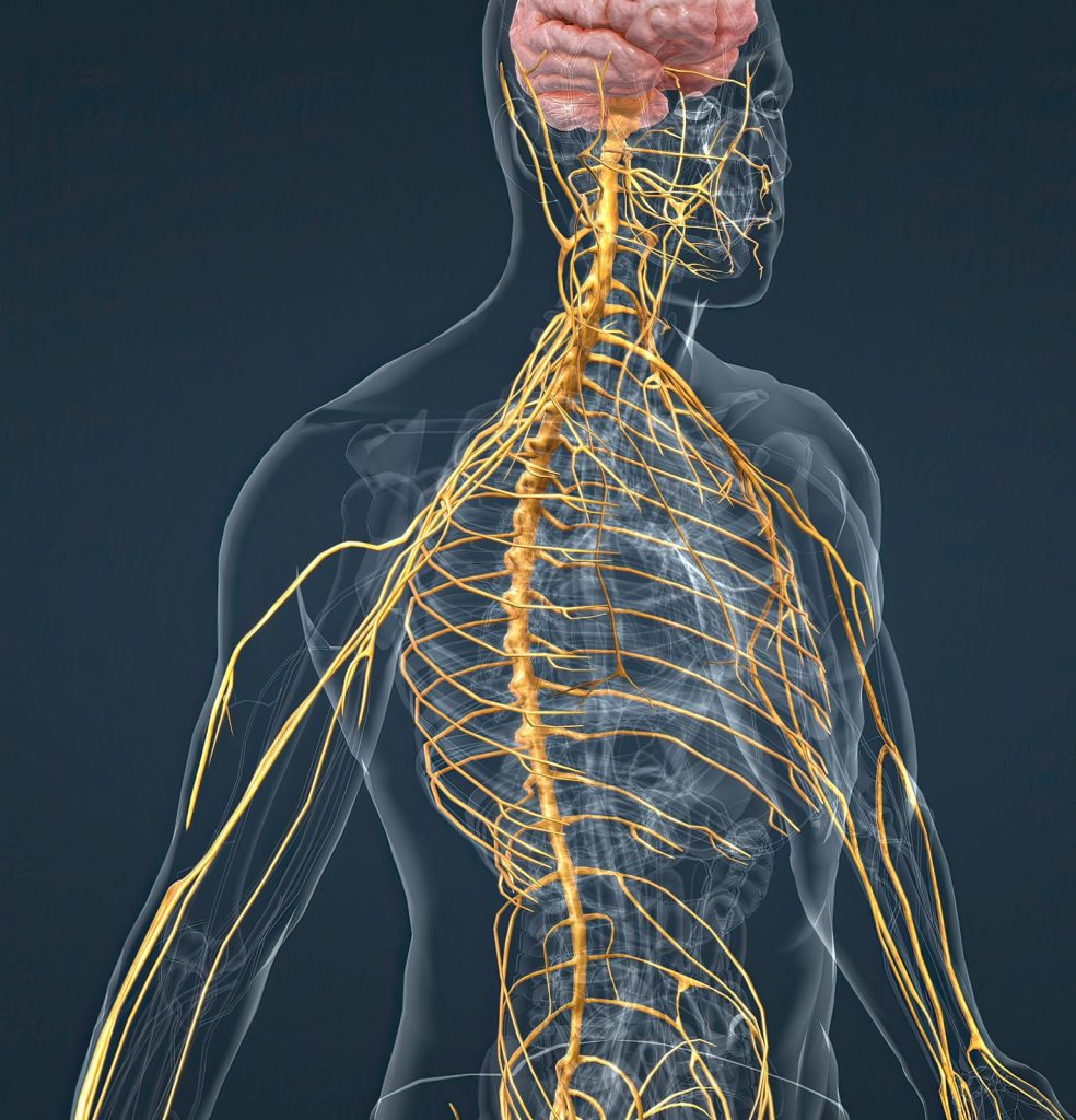 How osteopathy helps relieve and treat trapped nerves